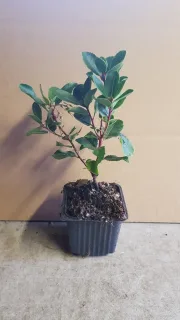 Arbousier. arbre aux fraises 'Rubra' (Arbutus unedo) — jeune plant arbustif au feuillage vert en pot · Godet