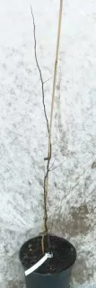 Cognassier d'angers 'Angers' (Cydonia oblonga) — jeune arbre dénudé tuteuré en pot noir · Pot 8L Baliveau