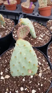 Cactée 'Golden carpet' (Opuntia basilaris) — raquette de cactus jeune dans substrat drainant · Pot 2.5L