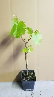 Vigne 'Chardonnay' (Vitis vinifera) — jeune plant greffé en pot de culture · Pot 1.5L