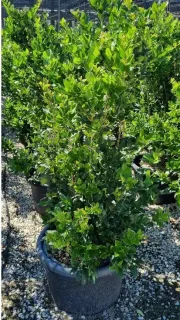 Troène du texas (Ligustrum texanum) — arbuste dense au feuillage vert brillant en pot · Pot 35L