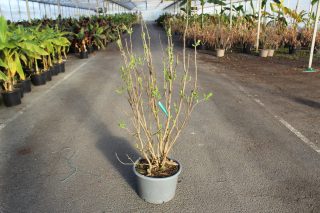 Pot 20L