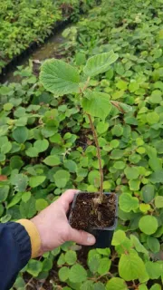 Kiwi 'Hayward' (Actinidia deliciosa) — jeune plant tenu en main devant semis · Godet