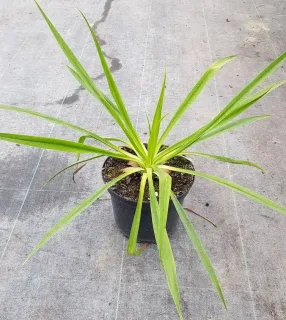 Lis du mexique (Beschorneria calcicola) — jeune plante aux longues feuilles étroites en pot · Pot 3L