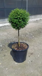 Troène du japon (Ligustrum jonandrum) — arbuste formé en boule sur tige fine · Pot 18L Tige