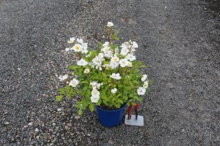 Pot 2L