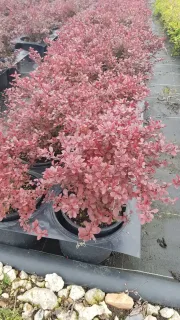 Epine vinette (Berberis thunbergii) — arbuste au feuillage rose en pot de pépinière · Pot 3L Touffe