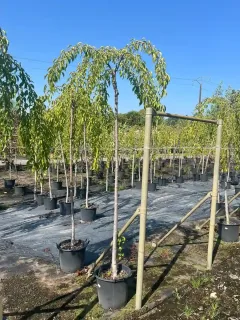 Pot 30L formé en tige de 200 cm, avec une force de 10 à 12 cm, pour une hauteur totale de 200 à 300 cm (hors pot).