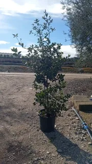 Chêne vert (Quercus ilex) — jeune arbuste en pot sur sol graveleux · Pot 18L