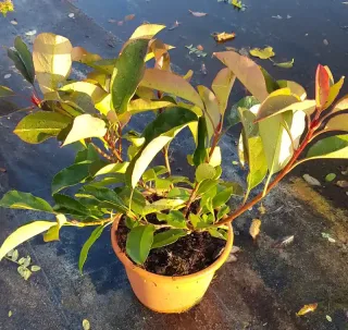 Photinia 'Red robin' (Photinia fraseri) — jeune arbuste en pot sur sol plastifié · Pot 3L Touffe