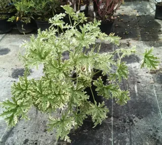 Géranium au parfum de menthe poivrée 'Lady plymouth' (Pelargonium graveolens) — jeune plant au feuillage vert panaché en pot · Pot 3L