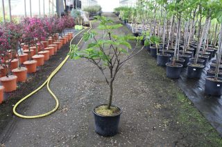 Pot 15L formé en ¼ de tige, hauteur totale de 60/80 cm (hors pot)