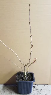Cerisier à fleurs 'Kojou no mai' (Prunus incisa) — jeune arbuste à branches nues en pot plastique · Godet