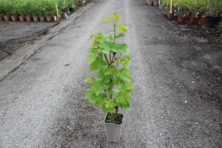 Pot 2L Pot 2L Hauteur 60/80 cm (hors pot)