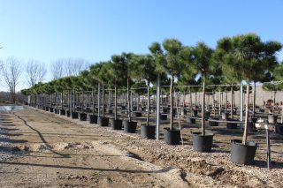 Pot 90L hauteur moyenne 300/350 cm (hors pot)