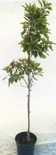 Arbousier de chypre (Arbutus andrachnoides) — jeune arbre élancé avec feuillage vert · Pot 8L Baliveau
