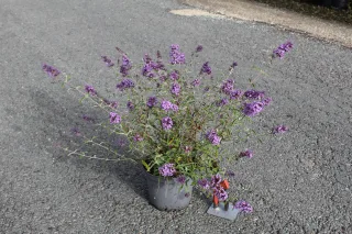 Arbre aux papillons 'Nanho blue bleu azur' (Buddleia davidii) — arbuste fleuri violet en pot sur bitume · Pot 3L