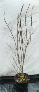 Argousier (Hippophae rhamnoides) — jeune arbuste dénudé en pot noir · Pot 3L