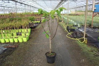 Pot 12L formé en gobelet sur une tige de 60-70 cm, hauteur totale de 125-150 cm (hors pot), plante âgée de 3 ans