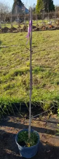 Pistachier térébinthe (Pistacia terebinthus) — jeune arbuste nu en pot sur sol herbeux · Pot 6L