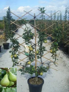 Poirier 'Conférence' (Pyrus communis) — arbre palissé en pot avec plusieurs fruits · Pot 35L