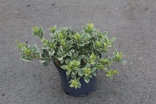 Pot 3L