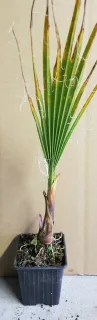 Washingtonia 'Filifera' — jeune palmier avec feuille en éventail et fibres · Godet