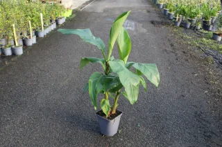 Bananier japonais 'Mekong giant' (Musa) — jeune bananier en pot sur allée asphaltée · Pot 5L
