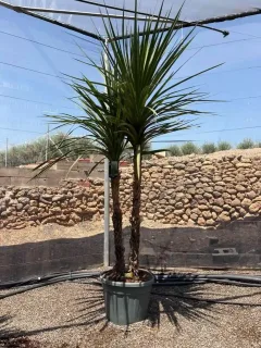 Cordyline indivisa (Cordyline indivisia) — grand sujet à deux troncs en pot · Pot 90L