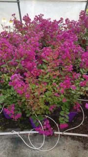Lilas des indes 'Violet d'été®' (Lagerstroemia indica) — arbustes fleuris aux grappes roses dans pots violets · Pot 3L Touffe
