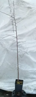 Prunier saint julien inrae 'St julien inrae' (Prunus domestica) — jeune scion sans feuilles sur fond clair · Pot 2L