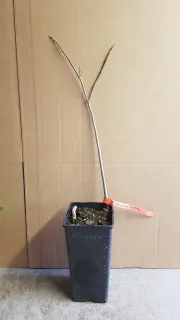 Asiminier de virginie 'Paw-paw' (Asiminia triloba) — jeune arbuste nu en pot plastique · Pot 2L Baliveau