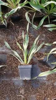 Yucca 'Variegata' (Yucca gloriosa) — jeune plant panaché en pot de pépinière · Pot 1.5L