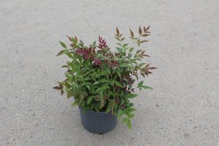 Pot 3L