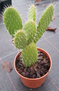 Oponce poilue (Opuntia leucotricha) — jeune cactus dressé en pot de pépinière · Godet