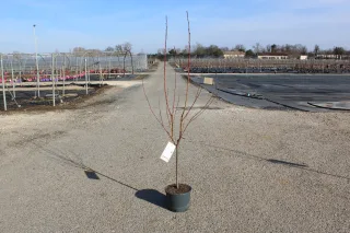 Pot 12L formé en gobelet sur une tige de 60-70 cm, hauteur totale de 125-150 cm (hors pot), plante âgée de 3 ans