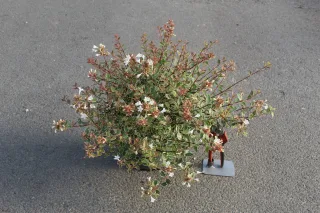 Pot 3L