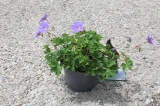 Pélargonium 'Rozane' (Geranium) — plante fleurie violette en pot plastique noir · Pot 3L