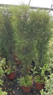 Bourdaine 'Ron williams' (Rhamnus frangula) — arbustes élancés au feuillage fin en pépinière · Pot 8L Baliveau