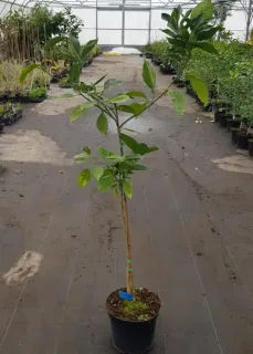 Oranger 'Valencia midknight' (Citrus sinensis) — jeune agrume sur tige en pépinière · Pot 8L Touffe
