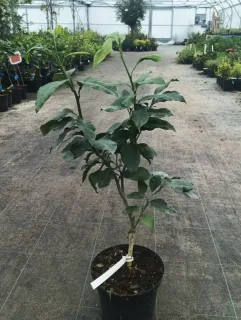 Bergamotier (Citrus bergamia) — jeune arbuste en pot sur allée de pépinière · Pot 5L Touffe