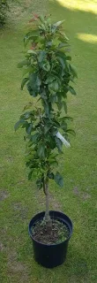 Poirier colonnaire 'Obelisk' (Pyrus communis) — jeune arbre étroit tuteuré sur pelouse verte · Pot 8L