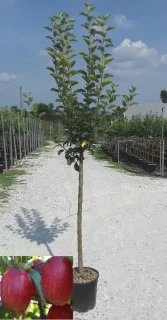Pommier gala — jeune arbre fruitier tige droite en pépinière · Pot 18L