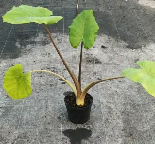 Oreille d'elephant géante 'Borneo giant pink stem' (Alocasia macrorrhiza) — jeune plante à grandes feuilles vertes en pot · Pot 2.5L