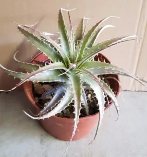 Orchidée (Deuterocohnia longipetala) — rosette épineuse vert pâle dans pot plastique brun · Pot 1.5L