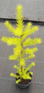 Mélèze du japon (Larix kaempferi) — jeune conifère lumineux sur toile de pépinière · Pot 2.5L Baliveau