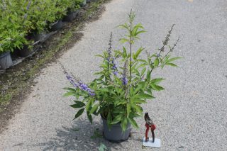 Pot 3L hauteur moyenne 40/60 cm (hors pot)
