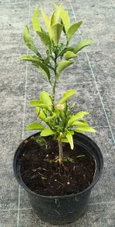 Bigarade 'Gou tou' (Citrus aurantium) — jeune plant vert en pot plastique noir · Pot 2.5L