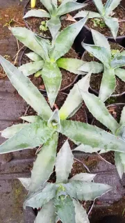 Agave 'Crassispina' (Agave salmiana) — jeunes rosettes succulentes vert gris en pots · Pot 2.5L