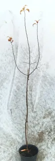 Pommier d'ornement (Malus communis) — jeune arbre sans feuilles sur fond clair · Pot 8L Baliveau